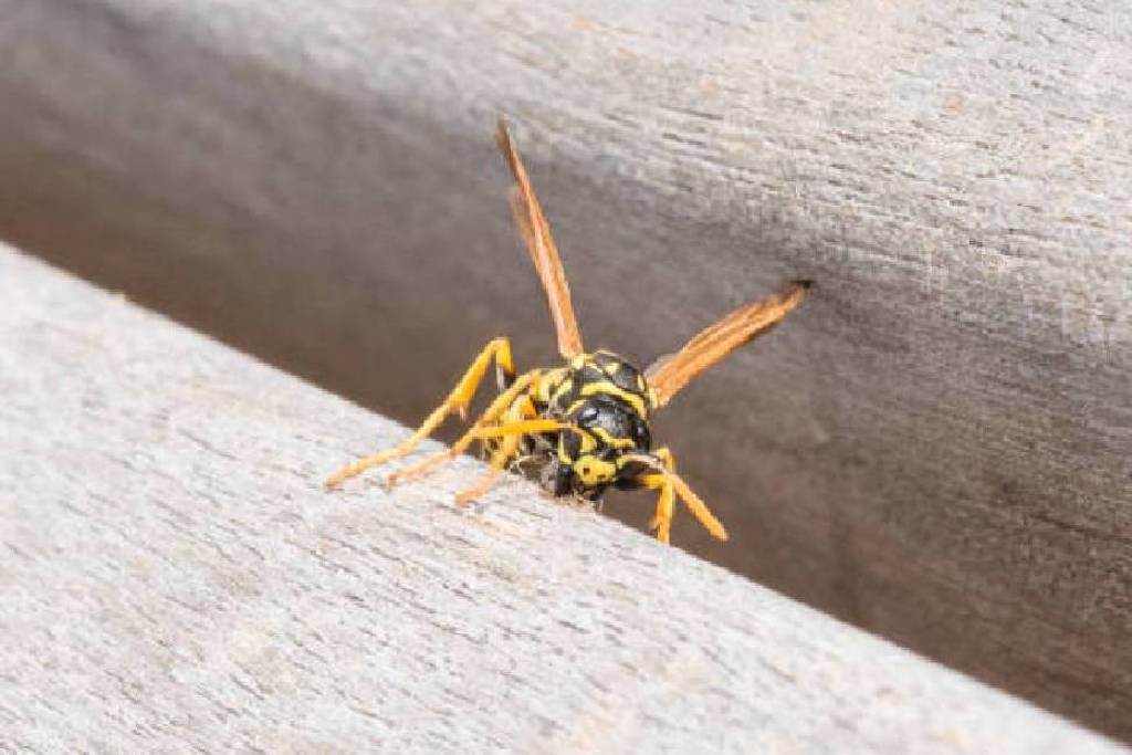 Safeguarding Your Teak Garden Bench: A Guide to Wasp-Proofing